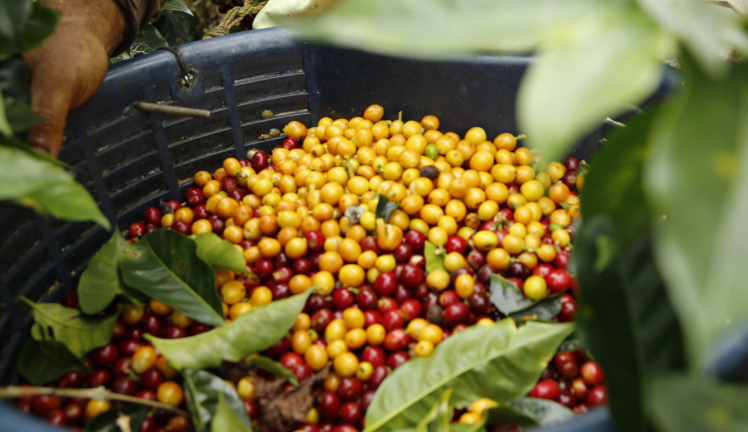 Harvested coffee beans in a black bin with green leaves in the foreground