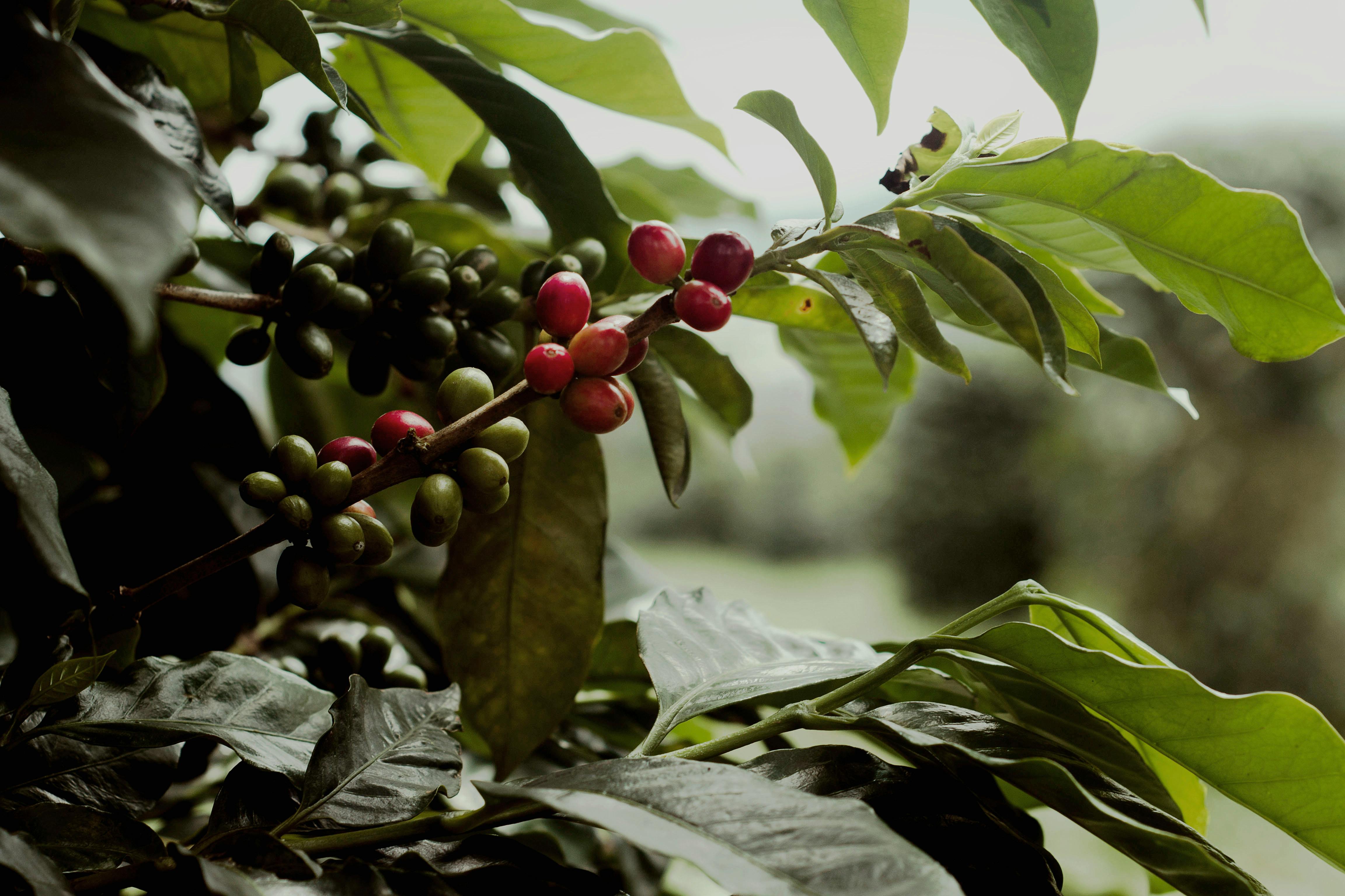 Coffee cherries on a coffee plant with green leaves.