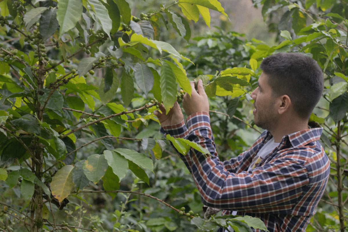 Alejandro Ariza inspecting coffee cherries at La Argelia