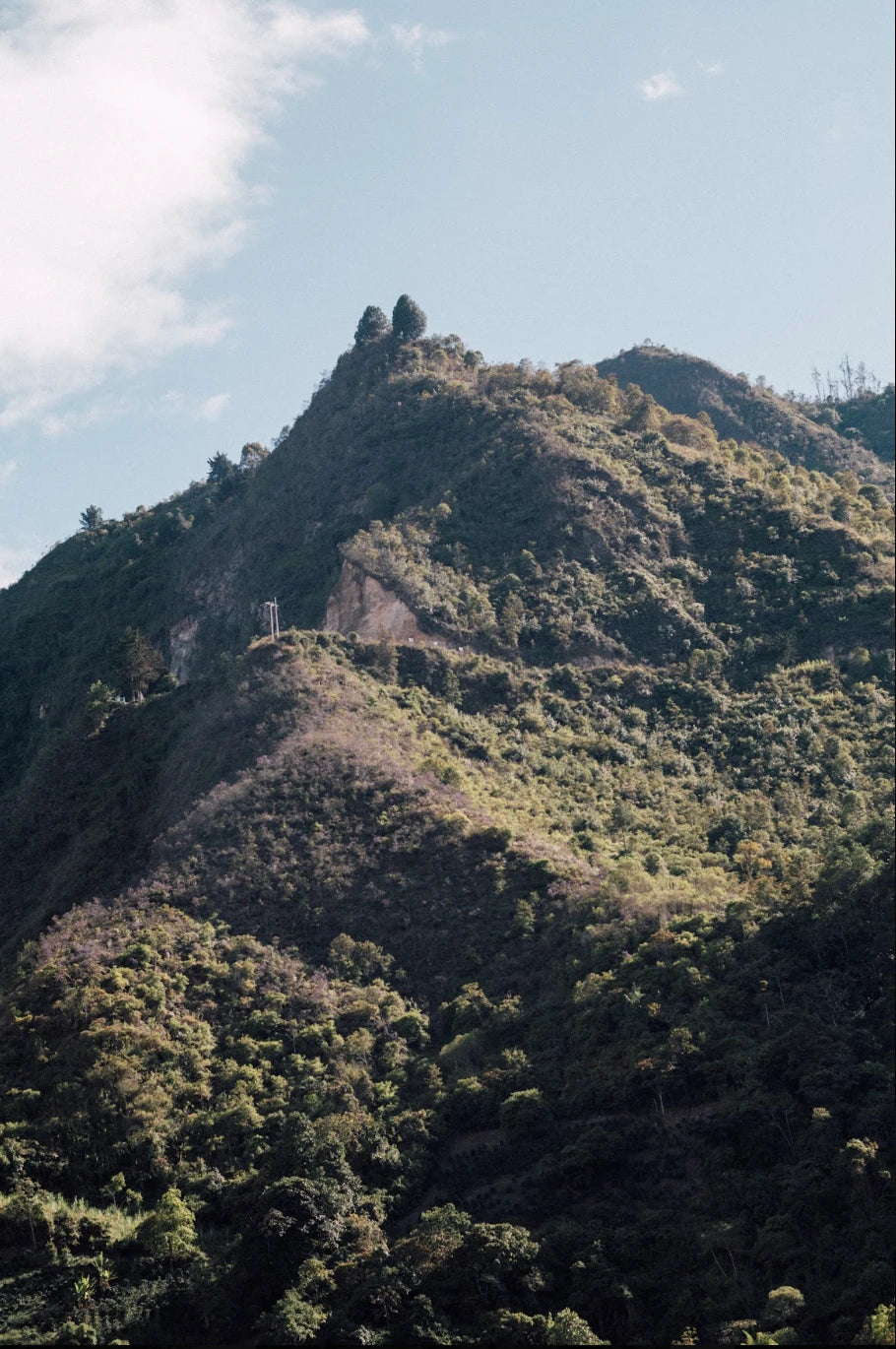 Coffee-covered mountainside in Inzá, Cauca, Colombia